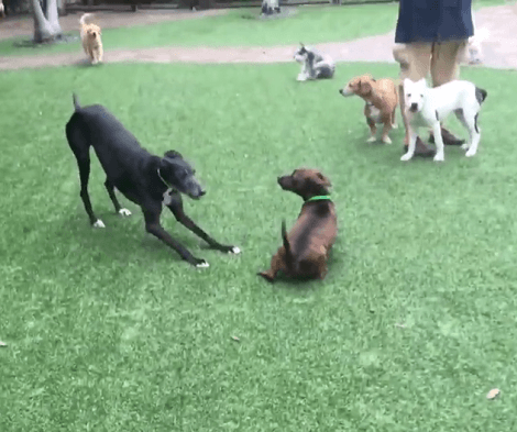 What Happens When A Whole Lot Of Adorable Pups Get Together To Play?! Check This Out!