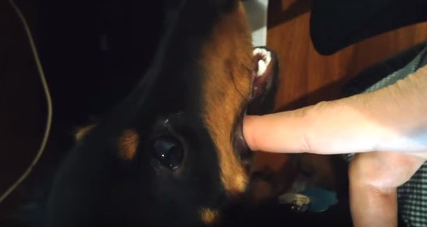 This Is How This Adorable Pup Plays With His Dad! How Many Of you Can Relate?!