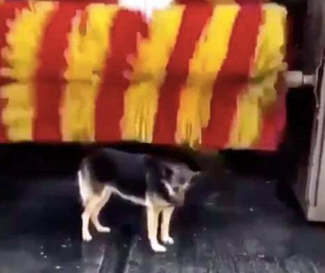 Stray Pup Spots A "Petting Machine" So She Visits It Every Single Day For Pets!