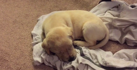 This Adorable Pup Is Fast Asleep So His Elder Brother Is Watching Over Him! Aww!