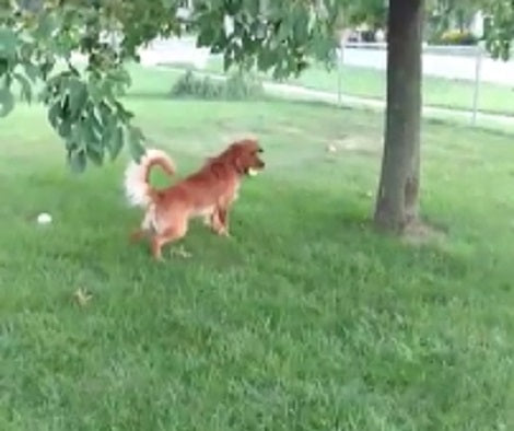 This Adorable Pup Is Out In The Park... But His Favorite Toy Is Always The Ball!