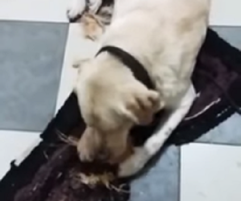 When This Pup Gets Tired Of Kibble, He Starts Working On The Coconut!