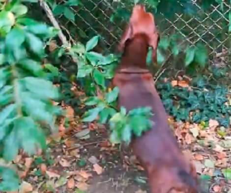 Adorable Pup Vs. A Juicy Peach - Who's Going To Win?! Check This Out!