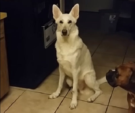 This Adorable Pup Was Standing Beside The Fridge For A Very Special Reason!