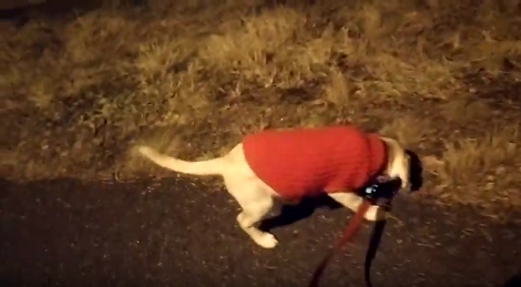 Puppy Expecting Snow Was Quite Disappointed When He Didn't Find Any. Aww!!