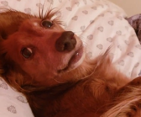 This Adorable Pup Howling Back Like A Star Is Just Too Cute For Words!