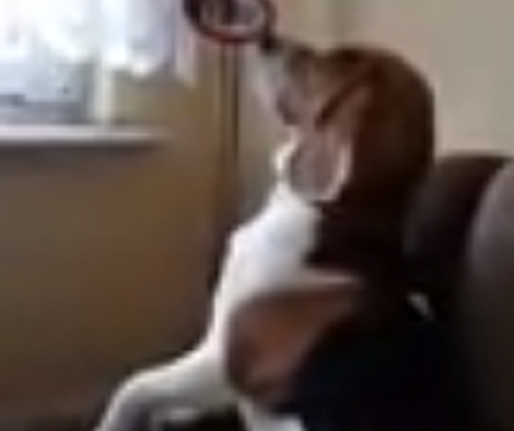 This Adorable Pup Is A Master At Observing Things! This Is Hilarious!