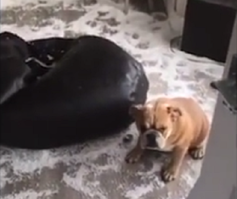 See This Pup's Priceless Reaction After Getting Caught Making A Mess!