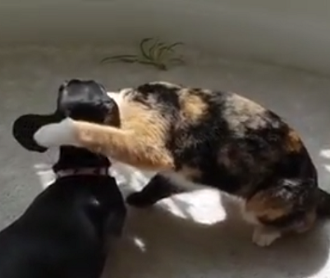Adorable Pup Gets Groomed By Her Best Friend And Sister, A Cat!