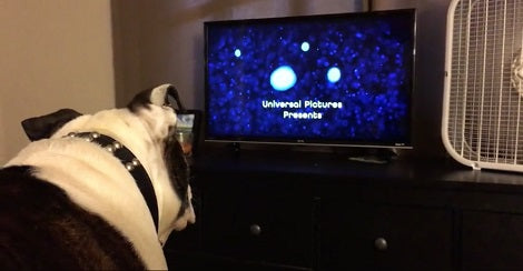 This Adorable Pup Is Completely Intrigued By A Children's Movie!