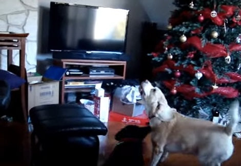 This Adorable Pup Can't Seem To Wrap Her Mind Around A Flying 'Stranger'!