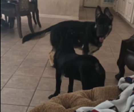 These Two Pups Playing Together In The Living Room Will Leave You Smiling For Sure!