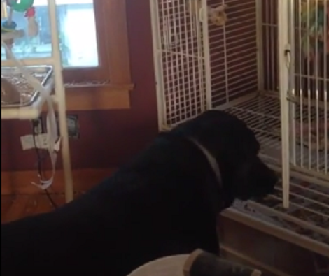 Watch How This Cockatoo Feeds His Best Friend Veggies On Demand!
