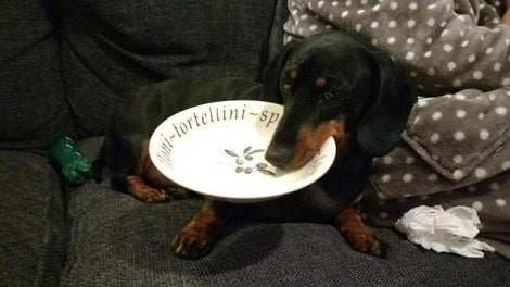 This Sneaky Pup Is Totally Obsessed With Stealing Everything Around The House!