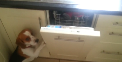 This Pup Has Tons Of Housework To Do So Let's Take A Look At His Chores!