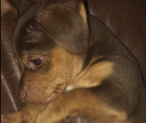 Watch How This Pup Reacts When He Gets His Belly Rubbed! Aww!!
