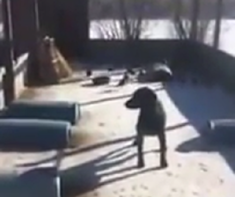 This Pup Is Lost In His Thoughts That Even When Birds Fly He Just Stares At Them!