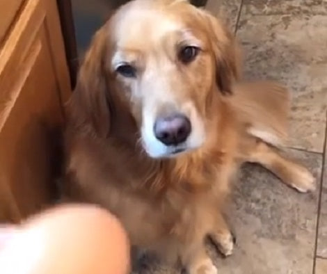 This Adorable Pup Holds An Egg In Her Mouth... Then Drops It Right On The Floor!