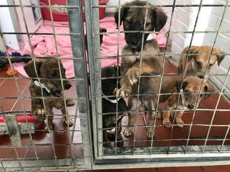 Vet Hospital Urging People To Help Find Person Who Dumped A Cage Of Sick Puppies