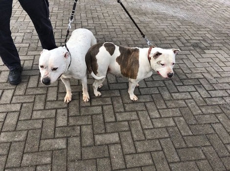 Lost Dogs Get Inside Cops Car To Surprise Them When They Return!