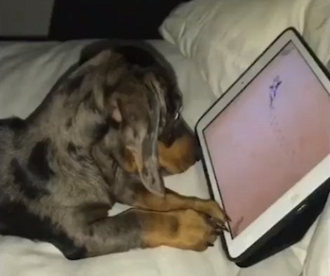 Have You Ever Seen A Puppy Playing A Game On iPad? Check This Out!