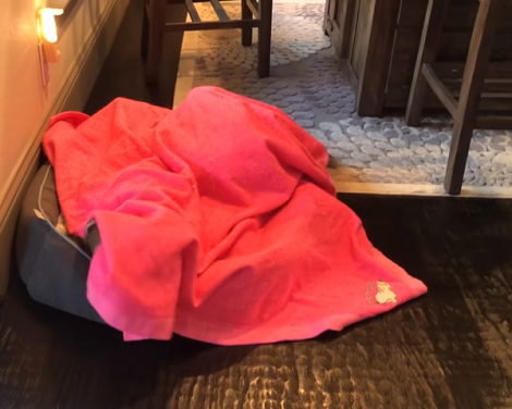 Watch How This Adorable Pup Comes Out Of Hiding Like A Celebrity!