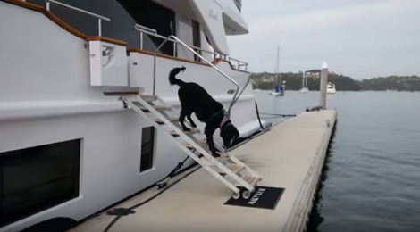 When You See How This Pup Is Enjoying His Holidays You'll Be So Jealous, But Happy!