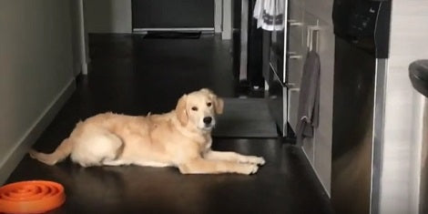 Here Are 3 Signs That Your Pup Might Be Having A Fever