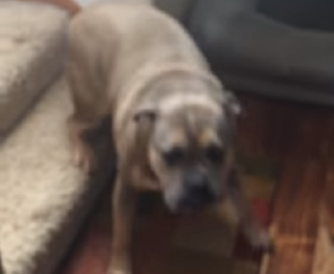 This Adorable Pup's Warm Welcome Is Going Melt Your Heart, For Sure!