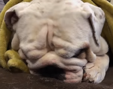 This Adorable Pup Is Just Too Tired To Go To Sleep!