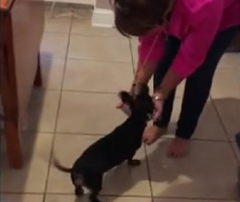 Beautiful Reunion Between Puppy And His Daddy Will Warm Your Heart For Sure!