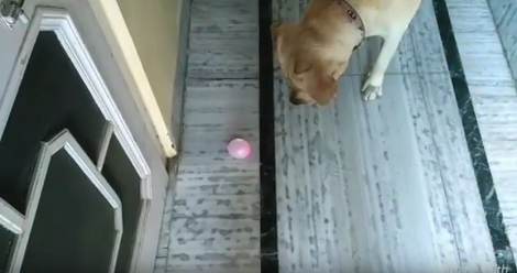 Pup Spots A Balloon But Doesn't Know How To Play With It Just Yet! Aww!