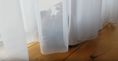 Wait, This Pup Is Playing Hide-N-Seek In The Most Laziest Way Ever!