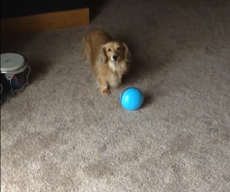 They Gave Their Pup A Ball And Were Amazed To See How She Played With It!