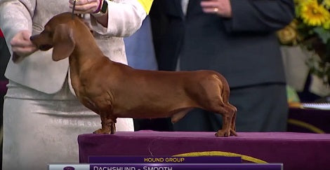Look At This Pup Strutting His Stuff At The 141st Westminster Kennel Club!