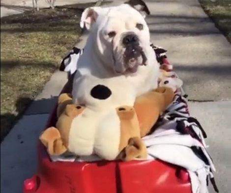 This Adorable Pup Is Enjoying The Outdoors With His Best Friend In A Wagon!