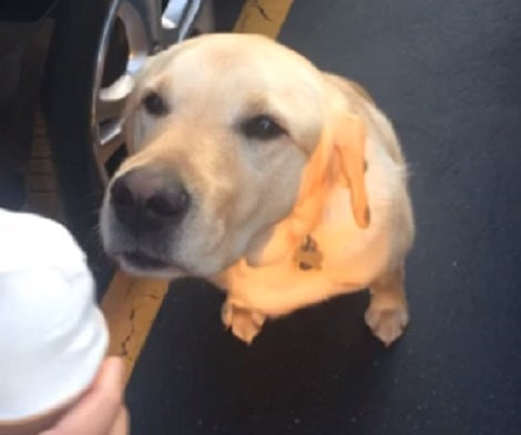 This Adorable Pup Is Enjoying A Special Treat In A Parking Lot! Check This Out!