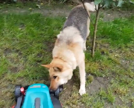 This Adorable Pup Has Made It Clear He Doesn't Like Lawnmowers Much!