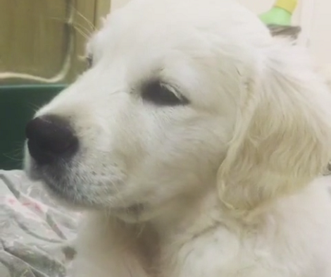 This Pup Is Completely Confused When She Hears Herself Hiccuping!