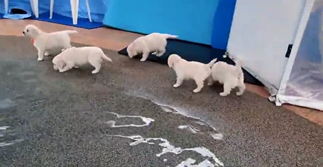 Watch How These Adorable Little Puppies Enjoy Their First Swim Together!