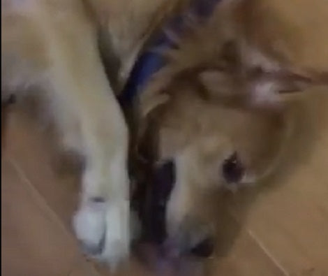 Watch How This Adorable Pup Plays With His Favorite Pony!