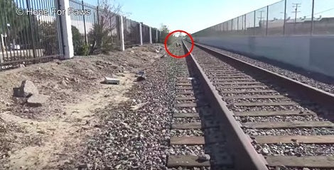 Pup Abandoned On Train Tracks Finally Finds The Perfect Family To Help Her Heal