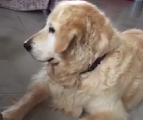 This Fluffy Pup Breaks All Stereotypes... Patiently Plays With His Cat Sibling!