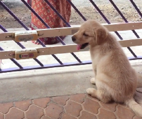 This Adorable Pup Is Learning How To Bark... But You've Got To Hear Him!