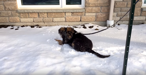 Our Pups Grow So Fast Sometimes You Don't Even Realize! Check This Out!