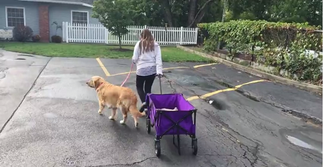 This Woman And Her Adorable Pup Are Walking, But What's In The Wagon?