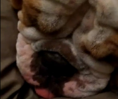 How This Adorable Pup Snores With Her Cute Tongue Out Will Melt Your Heart!