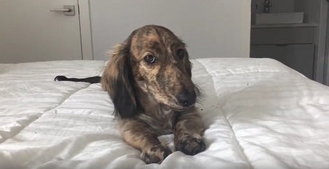 How This Adorable Pup Wakes Up Every Morning Is Going To Warm Your Heart!