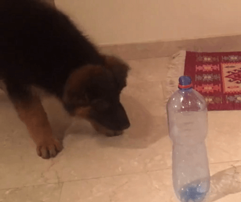 Adorable Pup Spots A Bottle, But Things Soon Take A Hilarious Turn!