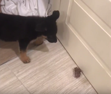 Curious Pup Comes Across A Butterfly Clip And Immediately Starts 'Scaring' It!
